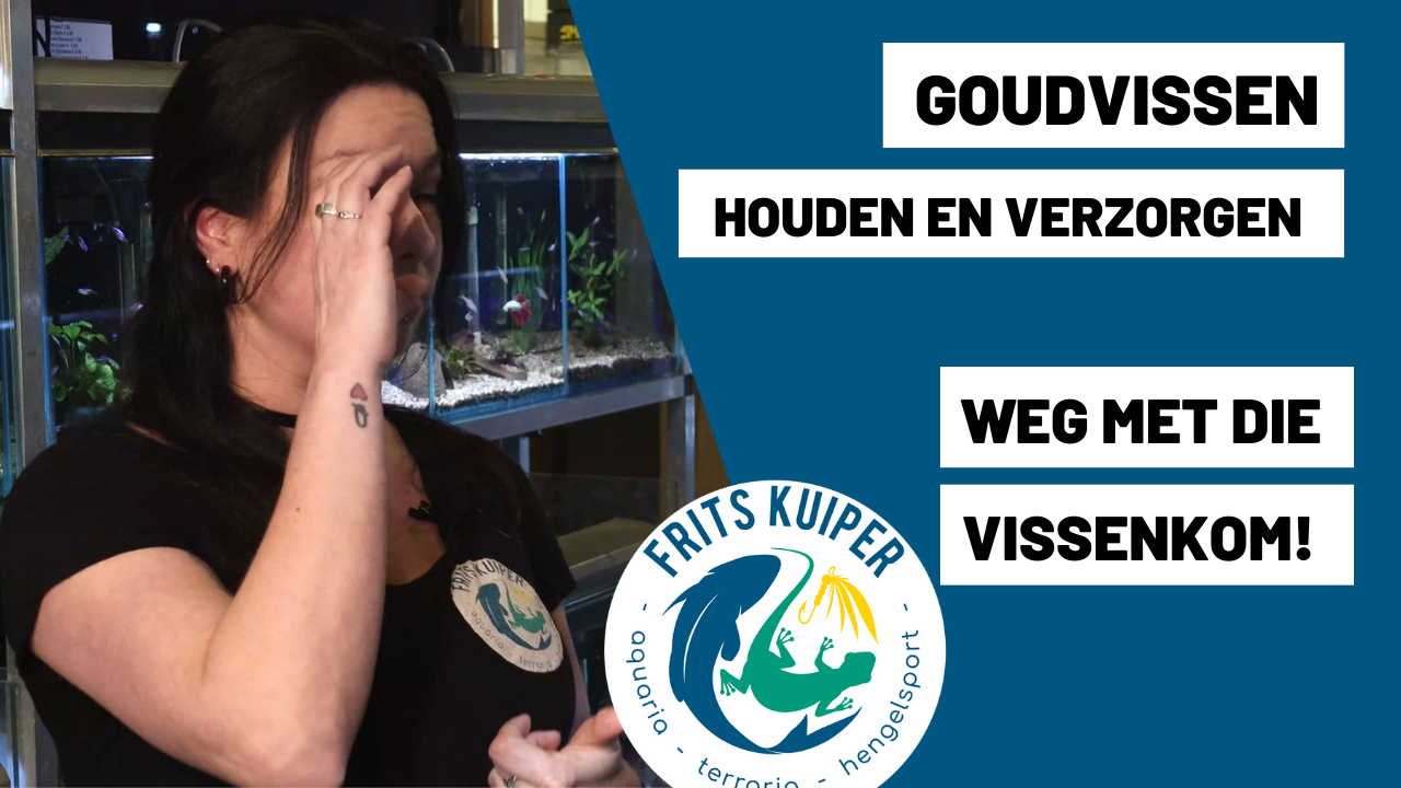 Goudvissen houden en verzorgen