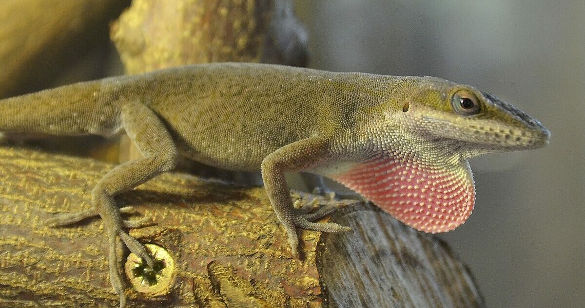 Anolis Carolinensis - roodkeelanolis