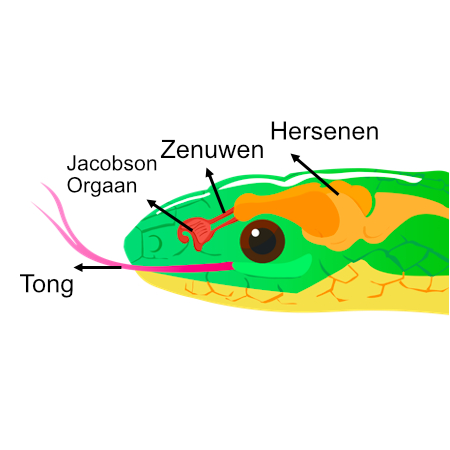 slang anatomie - jacobson orgaan